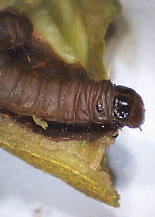 Pecan Nut Casebearer Moth Flights Increasing, Be Ready to Control