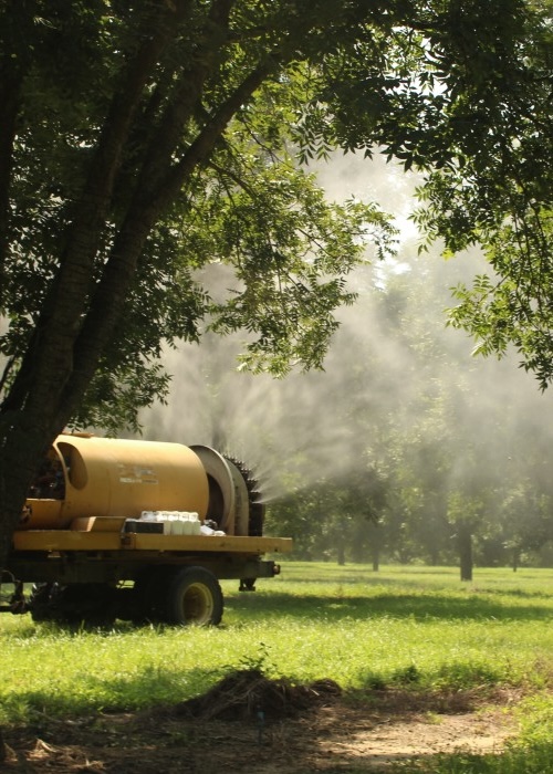 Georgia Pecan Farmer Wants Yield Increase to Outweigh Application Costs