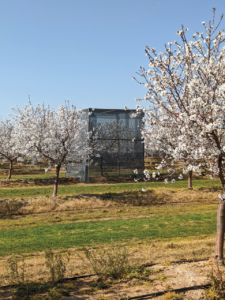 Caged almond tree inside an almond orchard in bloom.