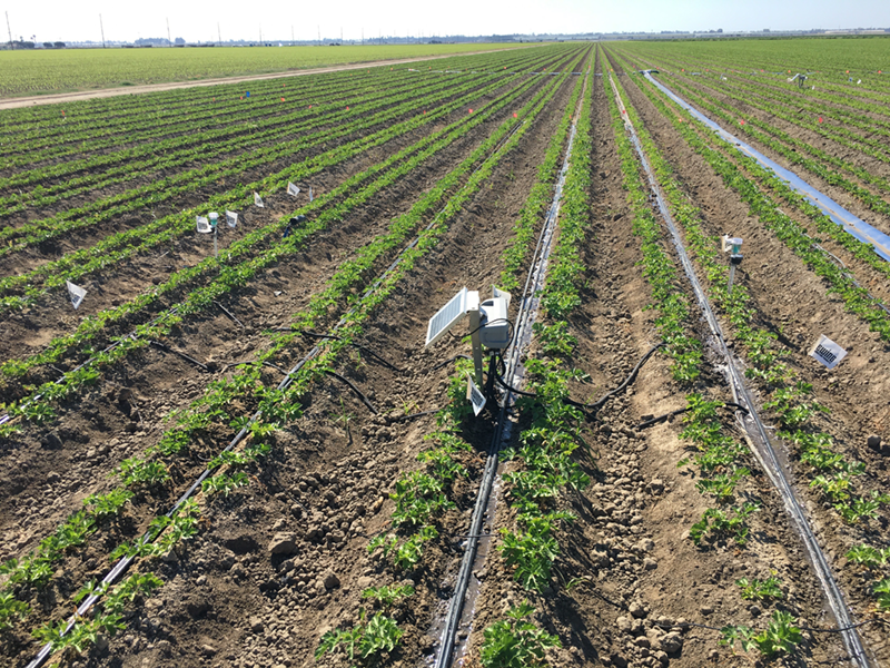 Soil-moisture sensors are deployed in a Ventura County vegetable field. Researchers and farmers say the technology can help prevent overwatering and inform growers when roots are drying up, delivering savings on water use and cost. Photo by University of California Cooperative Extension