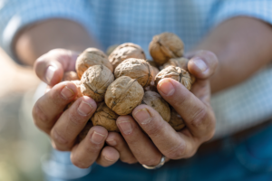 Close-up of a person holding walnuts in their outstretched hands.