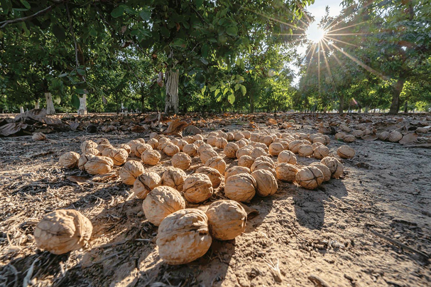 State of the walnut industry: Navigating challenges and seizing oppportunities