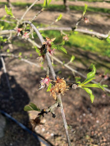 Flower blight and jacket rot are challenges now being faced at Valley Orchard. Photo: Joe Coelho.