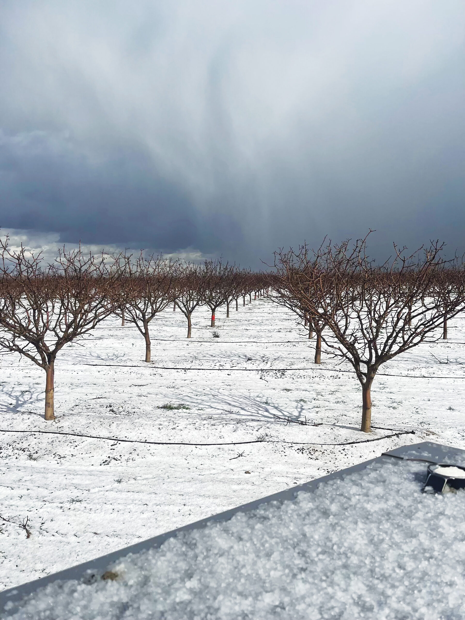 Hail damage to orchards