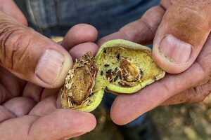 Close-up of a man holding an almond that's been infested with carpophilus beetles.