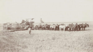 Historic photo of horses pulling farm equipment in a field owned by Carriere Family Farms.
