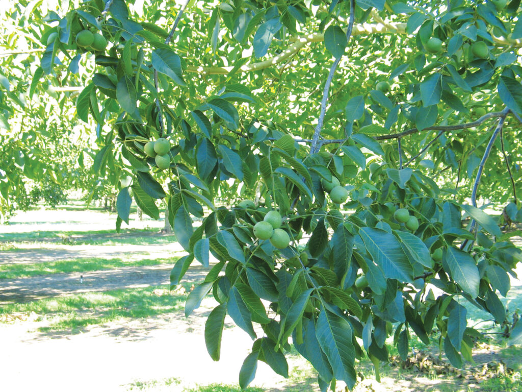 Close-up of a walnut tree with green leaves and ripening walnuts.