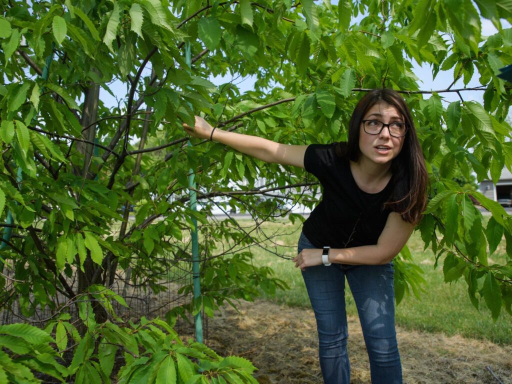 Erie researchers identify new threat to American chestnut trees