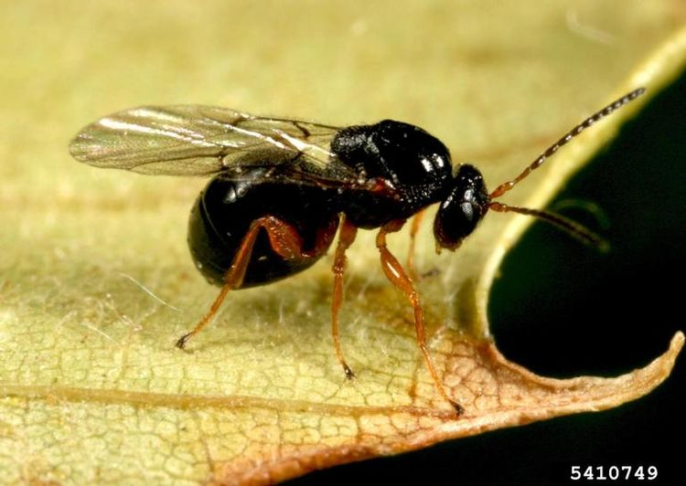 Research sheds light on Asian chestnut gall wasp in Michigan