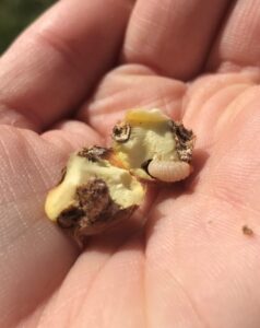 Chestnut kernel damaged by emerging weevil larva. Photo by Erin Lizotte, MSU Extension.