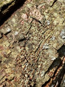 Cryphonectria parasitica (the fungus that causes chestnut blight) produces the small but visible rust-colored stromata that contain the spore producing structures seen in this picture of chestnut bark. Photo by Erin Lizotte, MSU Extension.