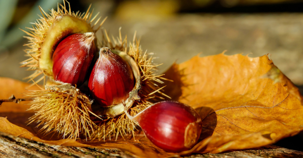 Annual chestnut growers meeting opens for 2026