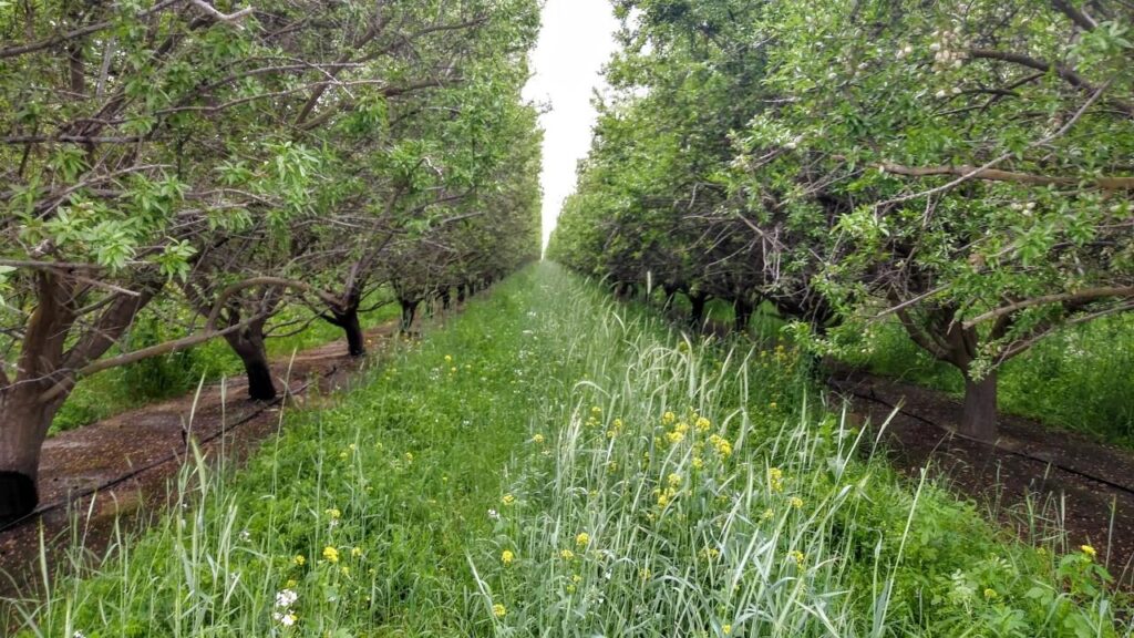 NIFA grant set for cost-benefit analysis of winter cover crops in almonds