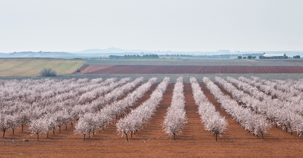 Non-bearing almonds: What do younger trees really need in terms of water and nitrogen?