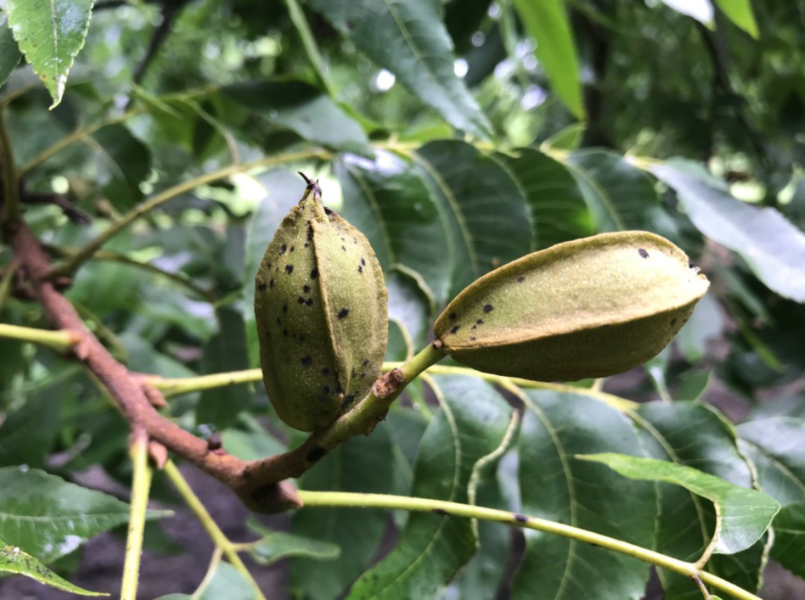 UGA pecan expert gives scab outlook