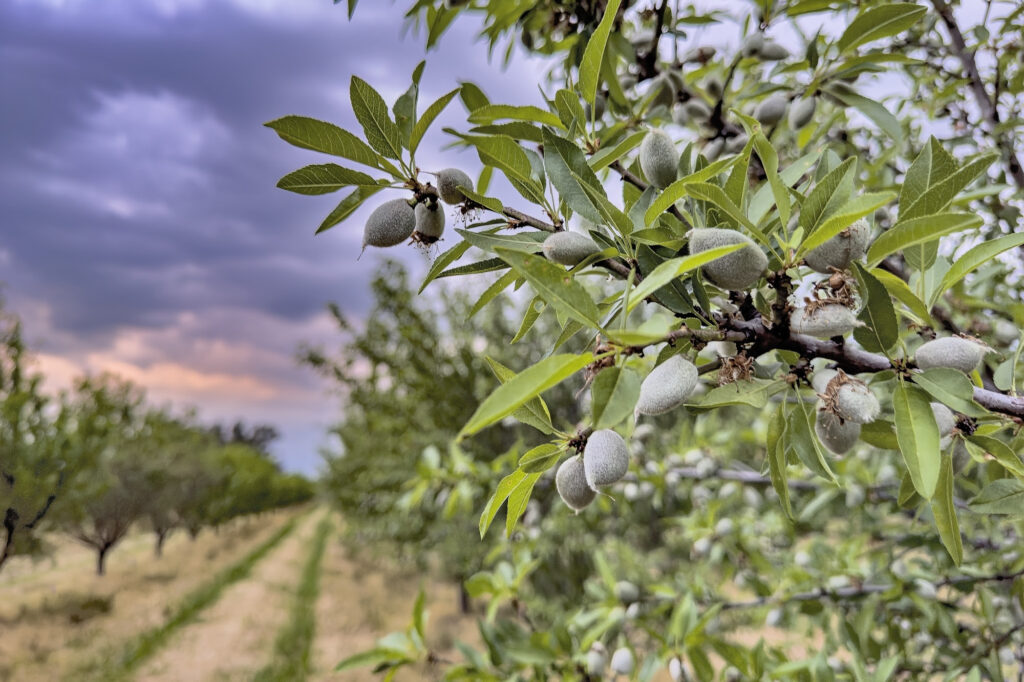Report: favorable almond conditions amidst unsettled weather