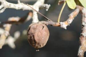 A blighted walnut fruit on a branch.