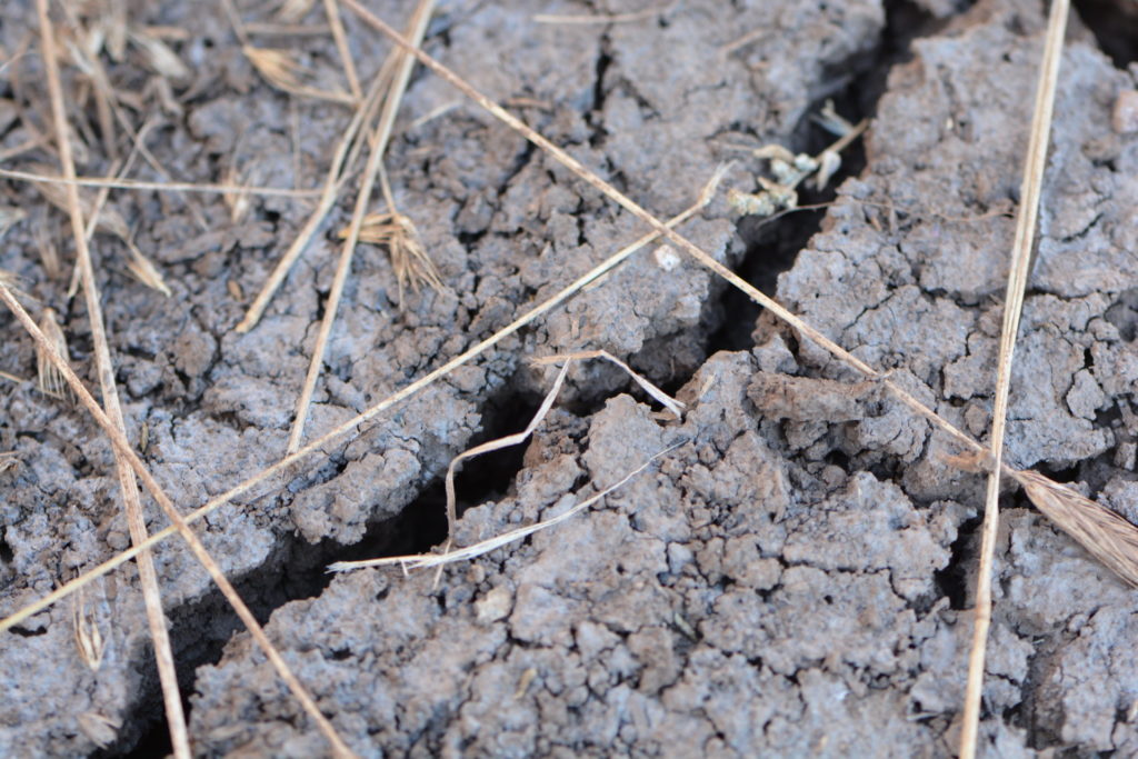 Drought worsens, limited irrigation expected for parts of Texas