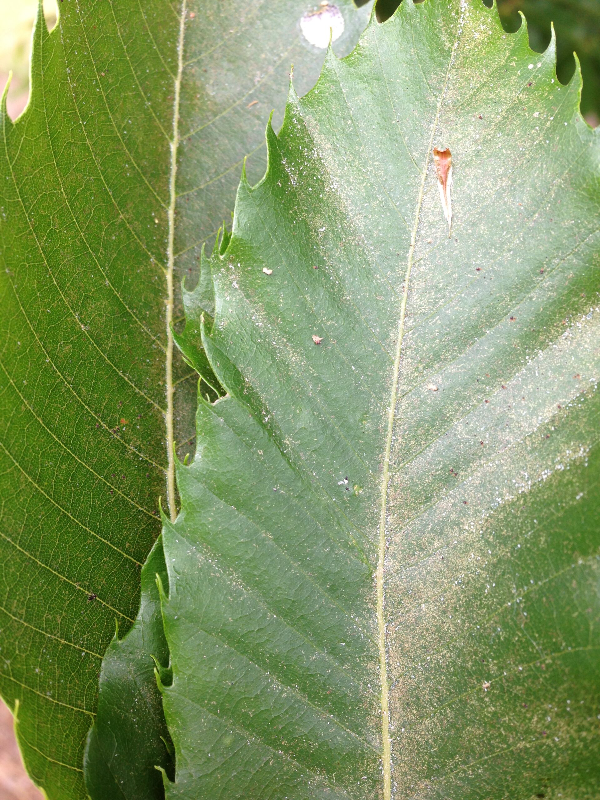 Bronzing and dusty leaf surface caused by European red mite activity