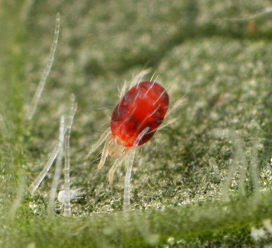 Adult European red mite feeding on leaves
