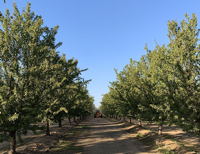 Boron and zinc: the almond postharvest duo