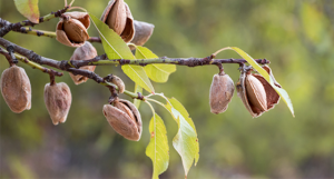 Close-up of almonds ripening on a branch.