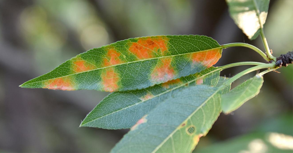 Almonds under attack