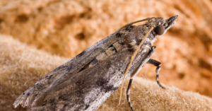 Navel orangeworm moth.
