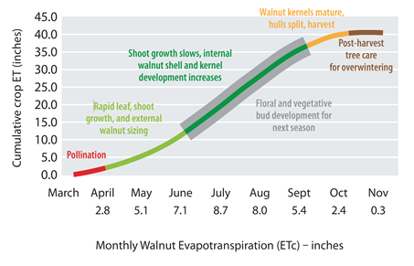 Drought strategies for walnut orchards