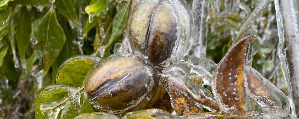Pecan growers work to overcome early ice storm