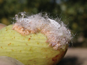 Gill’s mealybug in July