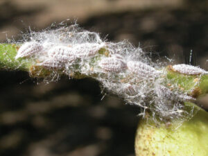 Gill’s mealybug adults and crawlers.