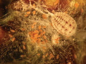 Gill’s mealybug nest