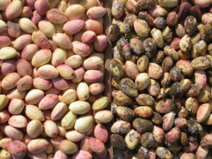 Gill’s mealybug nuts