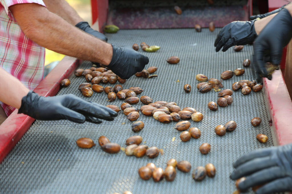 Pecan research to help Georgia producers meet demand