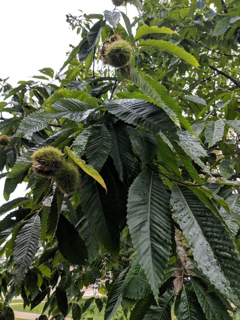 Iowa Nut Growers Association is hosting the Hazelnut Academy