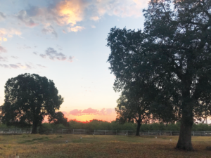 Henderson Farms, a northern California almond grower, huller and sheller. Photo courtesy of Henderson Farms.