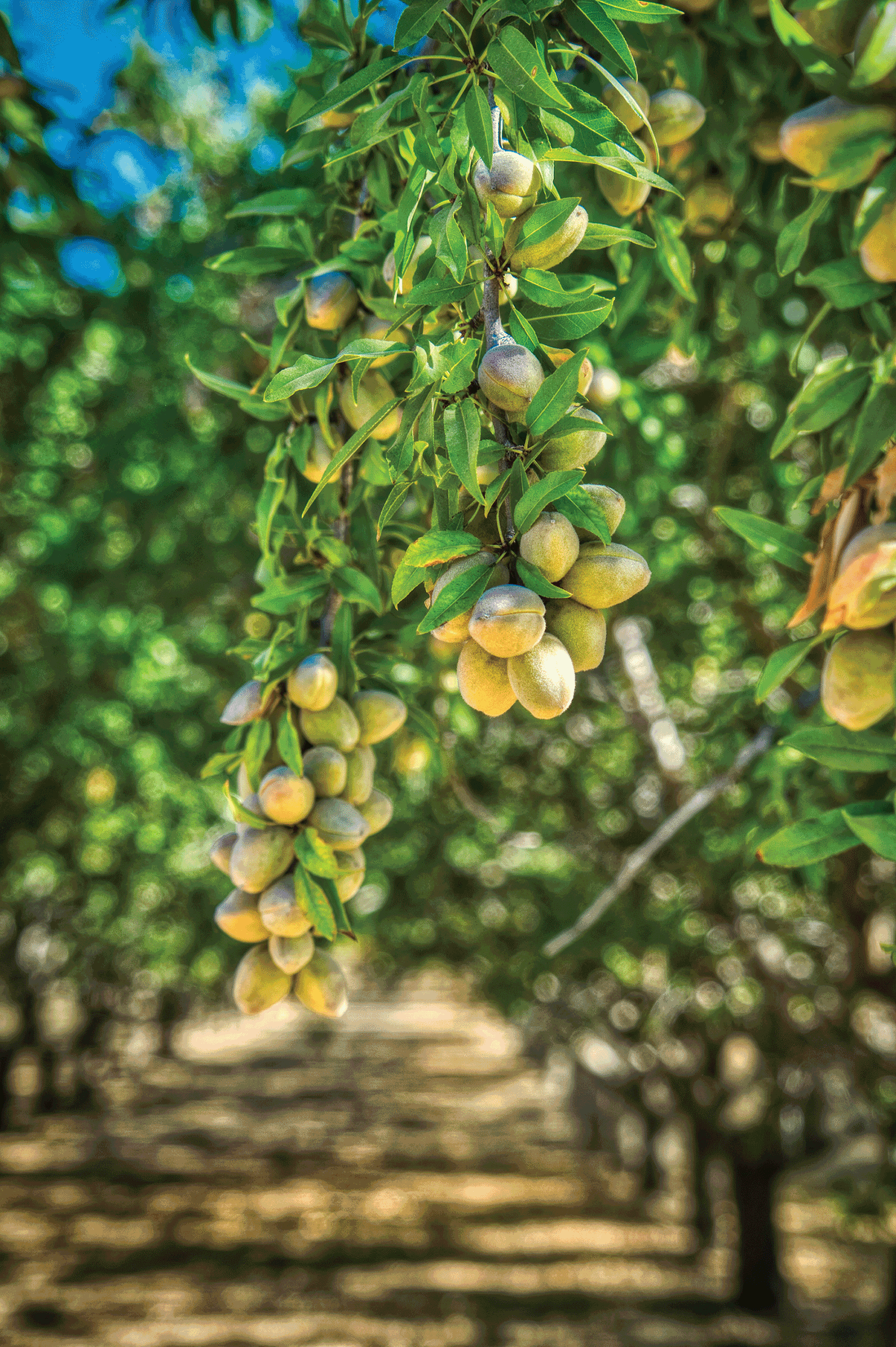 Henderson Farms, a northern California almond grower, huller and sheller. Photo courtesy of Henderson Farms.
