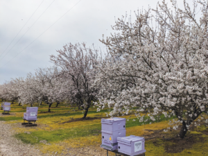 Honeybee hives located in a blooming almond orchard.
