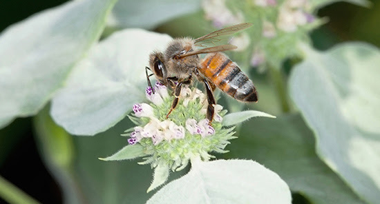 Honeybees survive longer with four compounds found in flowers