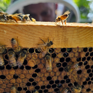 Honeybees in a hive with beekeeper in the background. Photo by Kim Baker.