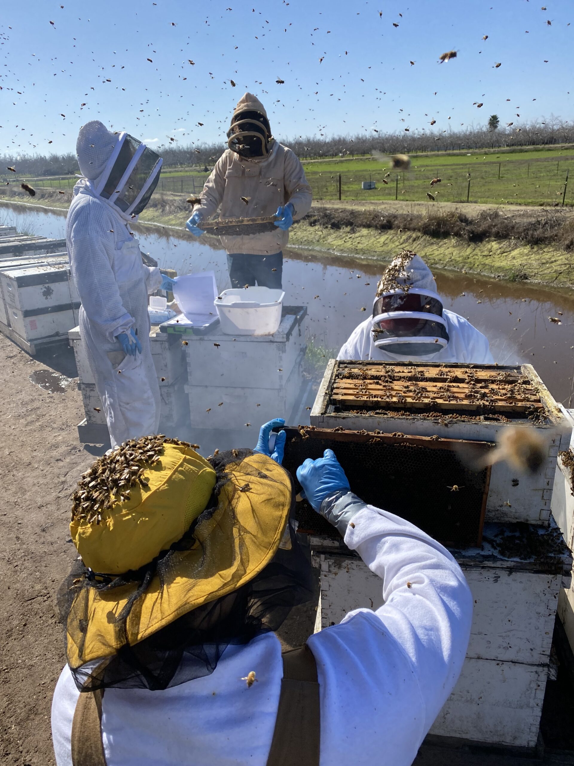 Washington State University researchers and students collect samples and perform honey bee colony health assessments in orchards near Modesto, CA. Every year more than 2 million honey bee hives from across the country are moved to California to pollinate almond trees in February. To manage bee health and the logistics of the move, many commercial beekeepers are starting to use indoor cold storage for their hives – a practice that researchers have found might also help prevent colony collapses from longer, warm autumns due to climate change. Photos by Brandon Hopkins, Washington State University.