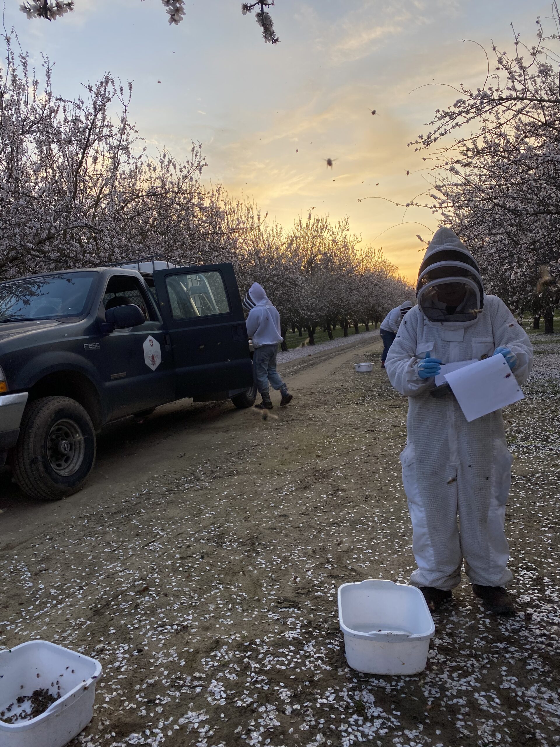 Washington State University researchers and students collect samples and perform honey bee colony health assessments in orchards near Modesto, CA. Every year more than 2 million honey bee hives from across the country are moved to California to pollinate almond trees in February. To manage bee health and the logistics of the move, many commercial beekeepers are starting to use indoor cold storage for their hives – a practice that researchers have found might also help prevent colony collapses from longer, warm autumns due to climate change. Photos by Brandon Hopkins, Washington State University.