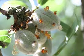 Combat Bacterial Spot in Almonds with CS 2005!
