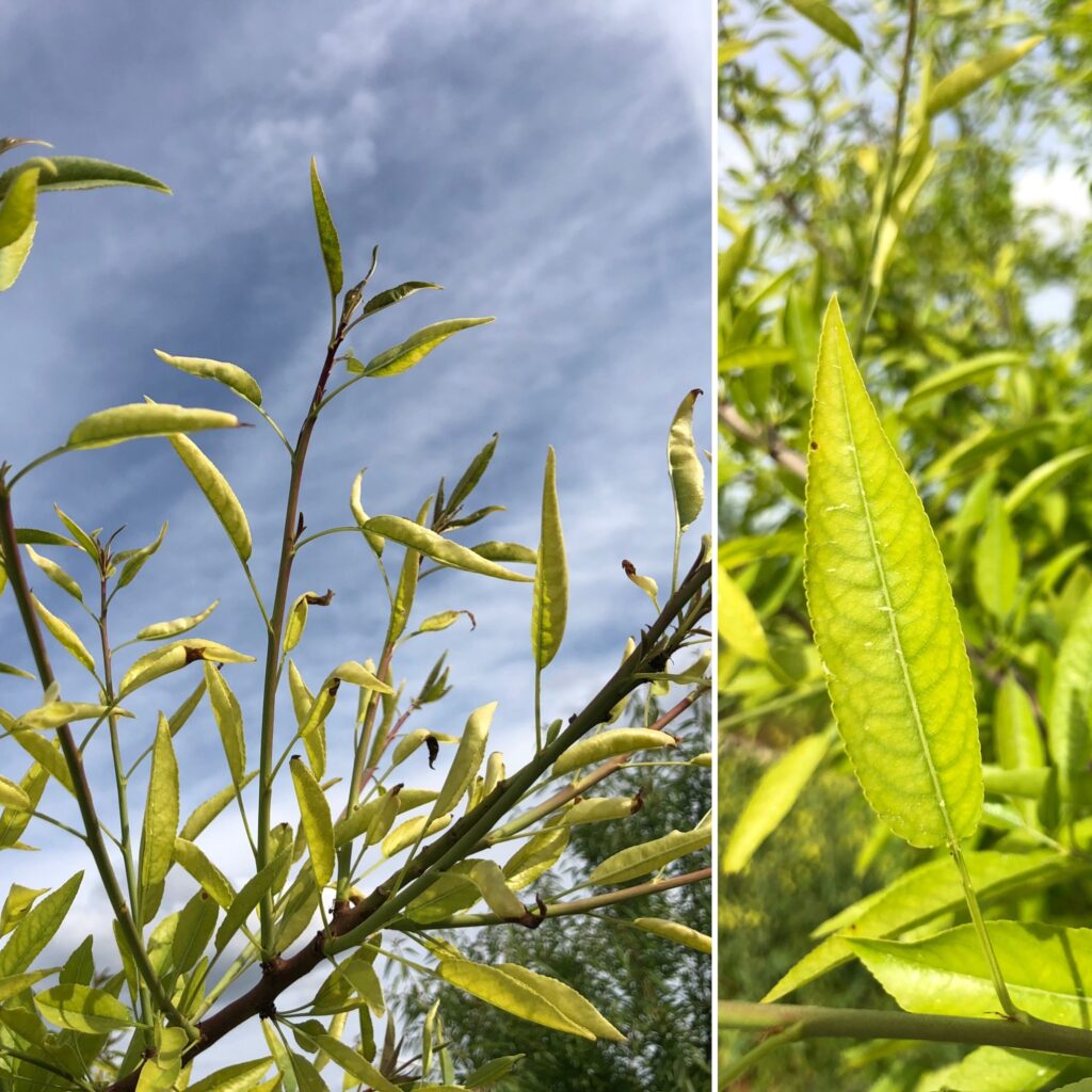Iron deficiency of almond pinpointed