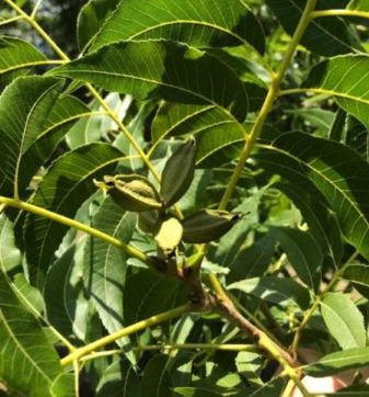 Irrigation guide for pecans during summer heat