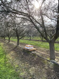 Quad Guard bee pollination service in an almond orchard.