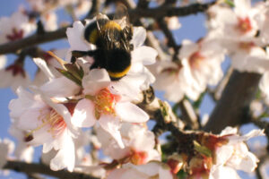 Bee pollination on an almond bloom.