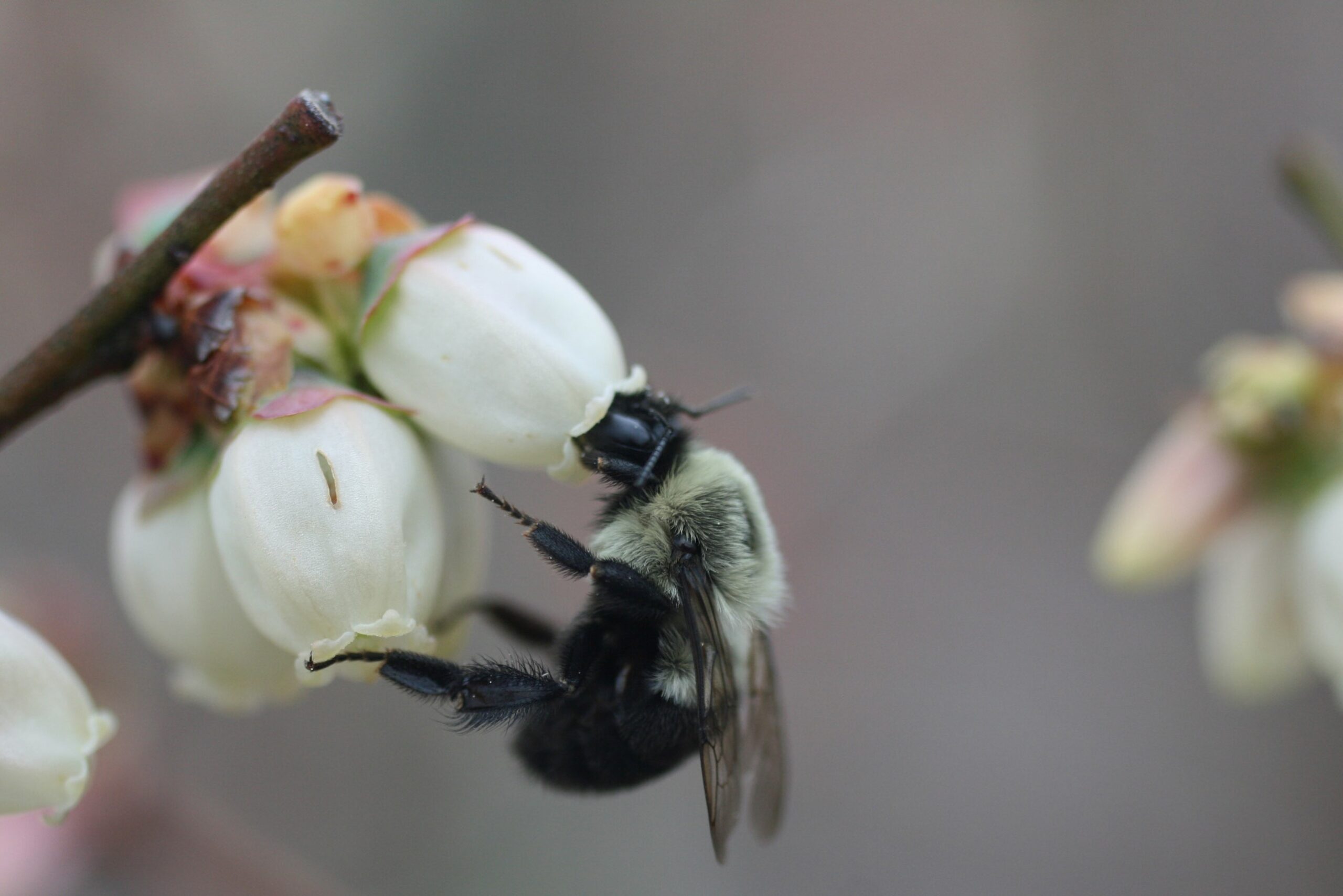 Bee pollination on a blueberry bloom.