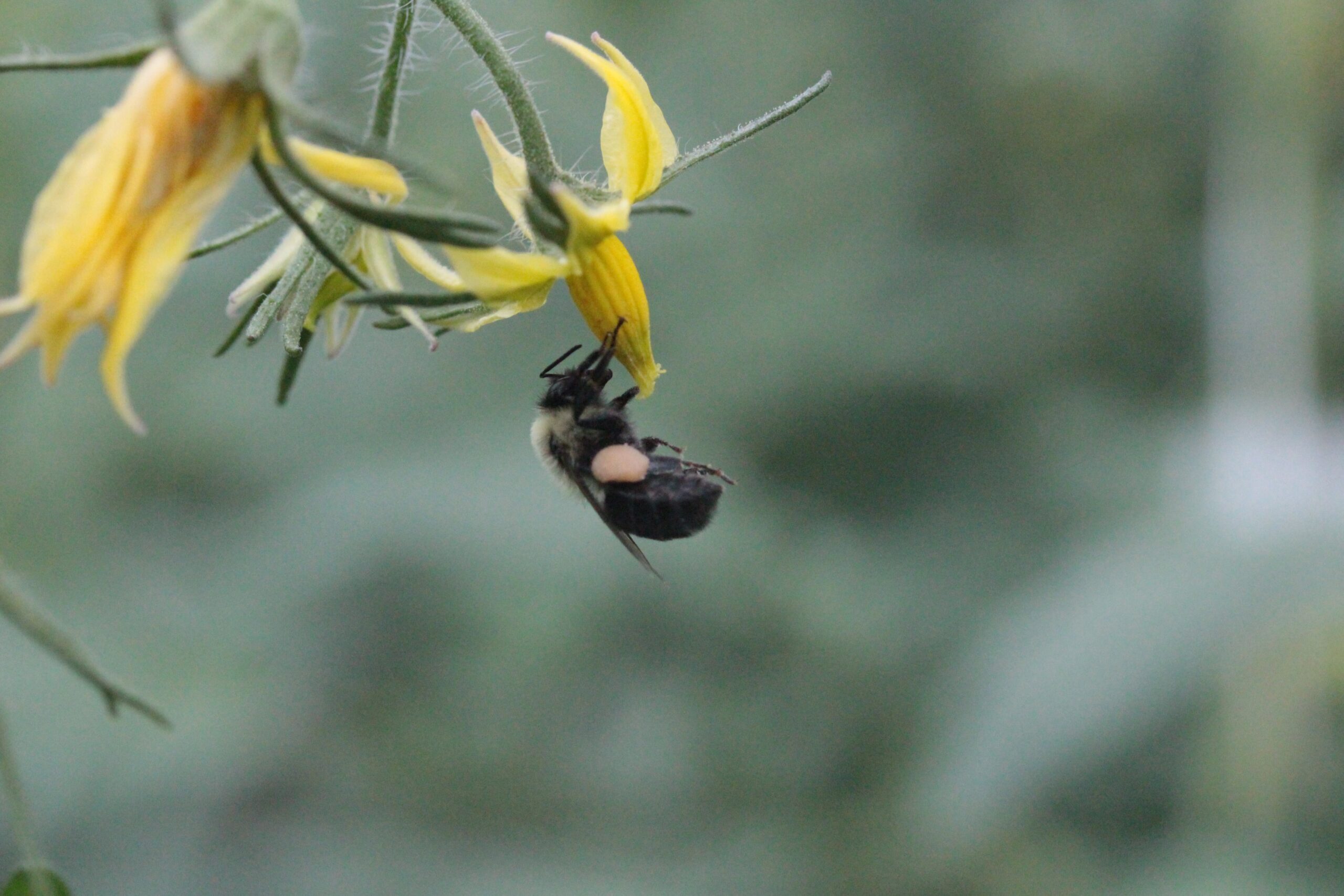 Bee pollination on a tomato bloom.